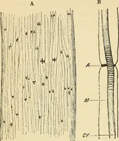 An illustration from Handbook of physiology : for students and practitioners of medicine / by Austin Flint ... with two hundred and forty-seven illustrations in the text--including four in colors--and an atlas of sixteen color-plates, including forty-eight original figures taken from actual stained microscopical preparation. (1905)