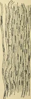 Picture 85 of 214 from Handbook of physiology : for students and practitioners of medicine / by Austin Flint ... with two hundred and forty-seven illustrations in the text--including four in colors--and an atlas of sixteen color-plates, including forty-eight original figures taken from actual stained microscopical preparation. (1905), leaf 498