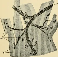 Picture 86 of 214 from Handbook of physiology : for students and practitioners of medicine / by Austin Flint ... with two hundred and forty-seven illustrations in the text--including four in colors--and an atlas of sixteen color-plates, including forty-eight original figures taken from actual stained microscopical preparation. (1905), leaf 500