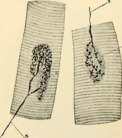 Picture 87 of 214 from Handbook of physiology : for students and practitioners of medicine / by Austin Flint ... with two hundred and forty-seven illustrations in the text--including four in colors--and an atlas of sixteen color-plates, including forty-eight original figures taken from actual stained microscopical preparation. (1905), leaf 501