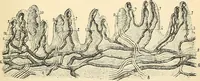 An illustration from Handbook of physiology : for students and practitioners of medicine / by Austin Flint ... with two hundred and forty-seven illustrations in the text--including four in colors--and an atlas of sixteen color-plates, including forty-eight original figures taken from actual stained microscopical preparation. (1905)