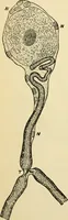 Picture 91 of 214 from Handbook of physiology : for students and practitioners of medicine / by Austin Flint ... with two hundred and forty-seven illustrations in the text--including four in colors--and an atlas of sixteen color-plates, including forty-eight original figures taken from actual stained microscopical preparation. (1905), leaf 506