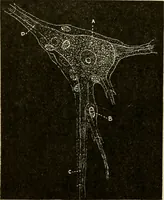 Picture 93 of 214 from Handbook of physiology : for students and practitioners of medicine / by Austin Flint ... with two hundred and forty-seven illustrations in the text--including four in colors--and an atlas of sixteen color-plates, including forty-eight original figures taken from actual stained microscopical preparation. (1905), leaf 508