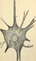 Picture 94 of 214 from Handbook of physiology : for students and practitioners of medicine / by Austin Flint ... with two hundred and forty-seven illustrations in the text--including four in colors--and an atlas of sixteen color-plates, including forty-eight original figures taken from actual stained microscopical preparation. (1905), leaf 509
