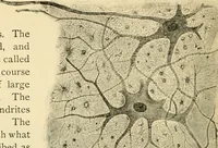 An illustration from Handbook of physiology : for students and practitioners of medicine / by Austin Flint ... with two hundred and forty-seven illustrations in the text--including four in colors--and an atlas of sixteen color-plates, including forty-eight original figures taken from actual stained microscopical preparation. (1905)