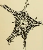 Picture 96 of 214 from Handbook of physiology : for students and practitioners of medicine / by Austin Flint ... with two hundred and forty-seven illustrations in the text--including four in colors--and an atlas of sixteen color-plates, including forty-eight original figures taken from actual stained microscopical preparation. (1905), leaf 510