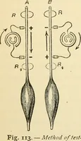 An illustration from Handbook of physiology : for students and practitioners of medicine / by Austin Flint ... with two hundred and forty-seven illustrations in the text--including four in colors--and an atlas of sixteen color-plates, including forty-eight original figures taken from actual stained microscopical preparation. (1905)