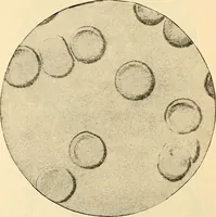 An illustration from Handbook of physiology : for students and practitioners of medicine / by Austin Flint ... with two hundred and forty-seven illustrations in the text--including four in colors--and an atlas of sixteen color-plates, including forty-eight original figures taken from actual stained microscopical preparation. (1905)