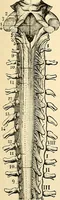Picture 98 of 214 from Handbook of physiology : for students and practitioners of medicine / by Austin Flint ... with two hundred and forty-seven illustrations in the text--including four in colors--and an atlas of sixteen color-plates, including forty-eight original figures taken from actual stained microscopical preparation. (1905), leaf 531