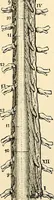 Picture 99 of 214 from Handbook of physiology : for students and practitioners of medicine / by Austin Flint ... with two hundred and forty-seven illustrations in the text--including four in colors--and an atlas of sixteen color-plates, including forty-eight original figures taken from actual stained microscopical preparation. (1905), leaf 531