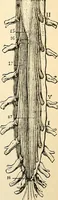 Picture 100 of 214 from Handbook of physiology : for students and practitioners of medicine / by Austin Flint ... with two hundred and forty-seven illustrations in the text--including four in colors--and an atlas of sixteen color-plates, including forty-eight original figures taken from actual stained microscopical preparation. (1905), leaf 531