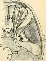 An illustration from Handbook of physiology : for students and practitioners of medicine / by Austin Flint ... with two hundred and forty-seven illustrations in the text--including four in colors--and an atlas of sixteen color-plates, including forty-eight original figures taken from actual stained microscopical preparation. (1905)