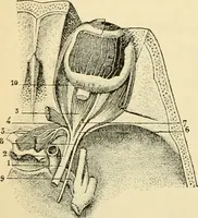 Picture 102 of 214 from Handbook of physiology : for students and practitioners of medicine / by Austin Flint ... with two hundred and forty-seven illustrations in the text--including four in colors--and an atlas of sixteen color-plates, including forty-eight original figures taken from actual stained microscopical preparation. (1905), leaf 534