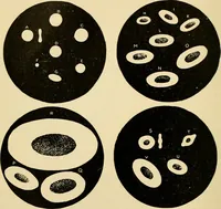 An illustration from Handbook of physiology : for students and practitioners of medicine / by Austin Flint ... with two hundred and forty-seven illustrations in the text--including four in colors--and an atlas of sixteen color-plates, including forty-eight original figures taken from actual stained microscopical preparation. (1905)