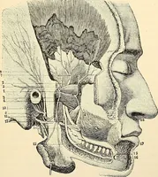 An illustration from Handbook of physiology : for students and practitioners of medicine / by Austin Flint ... with two hundred and forty-seven illustrations in the text--including four in colors--and an atlas of sixteen color-plates, including forty-eight original figures taken from actual stained microscopical preparation. (1905)