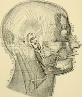 An illustration from Handbook of physiology : for students and practitioners of medicine / by Austin Flint ... with two hundred and forty-seven illustrations in the text--including four in colors--and an atlas of sixteen color-plates, including forty-eight original figures taken from actual stained microscopical preparation. (1905)