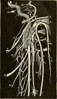 An illustration from Handbook of physiology : for students and practitioners of medicine / by Austin Flint ... with two hundred and forty-seven illustrations in the text--including four in colors--and an atlas of sixteen color-plates, including forty-eight original figures taken from actual stained microscopical preparation. (1905)