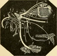 An illustration from Handbook of physiology : for students and practitioners of medicine / by Austin Flint ... with two hundred and forty-seven illustrations in the text--including four in colors--and an atlas of sixteen color-plates, including forty-eight original figures taken from actual stained microscopical preparation. (1905)