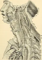 An illustration from Handbook of physiology : for students and practitioners of medicine / by Austin Flint ... with two hundred and forty-seven illustrations in the text--including four in colors--and an atlas of sixteen color-plates, including forty-eight original figures taken from actual stained microscopical preparation. (1905)