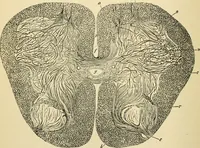 An illustration from Handbook of physiology : for students and practitioners of medicine / by Austin Flint ... with two hundred and forty-seven illustrations in the text--including four in colors--and an atlas of sixteen color-plates, including forty-eight original figures taken from actual stained microscopical preparation. (1905)