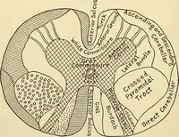 Picture 109 of 214 from Handbook of physiology : for students and practitioners of medicine / by Austin Flint ... with two hundred and forty-seven illustrations in the text--including four in colors--and an atlas of sixteen color-plates, including forty-eight original figures taken from actual stained microscopical preparation. (1905), leaf 590