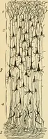 An illustration from Handbook of physiology : for students and practitioners of medicine / by Austin Flint ... with two hundred and forty-seven illustrations in the text--including four in colors--and an atlas of sixteen color-plates, including forty-eight original figures taken from actual stained microscopical preparation. (1905)