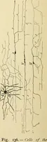 Picture 112 of 214 from Handbook of physiology : for students and practitioners of medicine / by Austin Flint ... with two hundred and forty-seven illustrations in the text--including four in colors--and an atlas of sixteen color-plates, including forty-eight original figures taken from actual stained microscopical preparation. (1905), leaf 606