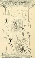 An illustration from Handbook of physiology : for students and practitioners of medicine / by Austin Flint ... with two hundred and forty-seven illustrations in the text--including four in colors--and an atlas of sixteen color-plates, including forty-eight original figures taken from actual stained microscopical preparation. (1905)