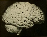 Picture 115 of 214 from Handbook of physiology : for students and practitioners of medicine / by Austin Flint ... with two hundred and forty-seven illustrations in the text--including four in colors--and an atlas of sixteen color-plates, including forty-eight original figures taken from actual stained microscopical preparation. (1905), leaf 608