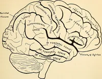 Picture 117 of 214 from Handbook of physiology : for students and practitioners of medicine / by Austin Flint ... with two hundred and forty-seven illustrations in the text--including four in colors--and an atlas of sixteen color-plates, including forty-eight original figures taken from actual stained microscopical preparation. (1905), leaf 609