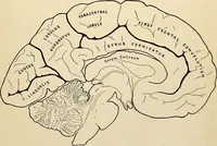 An illustration from Handbook of physiology : for students and practitioners of medicine / by Austin Flint ... with two hundred and forty-seven illustrations in the text--including four in colors--and an atlas of sixteen color-plates, including forty-eight original figures taken from actual stained microscopical preparation. (1905)