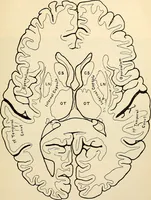 An illustration from Handbook of physiology : for students and practitioners of medicine / by Austin Flint ... with two hundred and forty-seven illustrations in the text--including four in colors--and an atlas of sixteen color-plates, including forty-eight original figures taken from actual stained microscopical preparation. (1905)