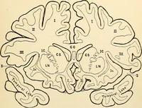 An illustration from Handbook of physiology : for students and practitioners of medicine / by Austin Flint ... with two hundred and forty-seven illustrations in the text--including four in colors--and an atlas of sixteen color-plates, including forty-eight original figures taken from actual stained microscopical preparation. (1905)