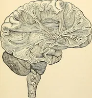 An illustration from Handbook of physiology : for students and practitioners of medicine / by Austin Flint ... with two hundred and forty-seven illustrations in the text--including four in colors--and an atlas of sixteen color-plates, including forty-eight original figures taken from actual stained microscopical preparation. (1905)