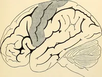 An illustration from Handbook of physiology : for students and practitioners of medicine / by Austin Flint ... with two hundred and forty-seven illustrations in the text--including four in colors--and an atlas of sixteen color-plates, including forty-eight original figures taken from actual stained microscopical preparation. (1905)
