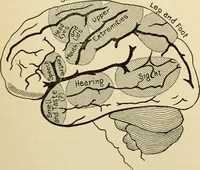 An illustration from Handbook of physiology : for students and practitioners of medicine / by Austin Flint ... with two hundred and forty-seven illustrations in the text--including four in colors--and an atlas of sixteen color-plates, including forty-eight original figures taken from actual stained microscopical preparation. (1905)