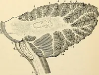 An illustration from Handbook of physiology : for students and practitioners of medicine / by Austin Flint ... with two hundred and forty-seven illustrations in the text--including four in colors--and an atlas of sixteen color-plates, including forty-eight original figures taken from actual stained microscopical preparation. (1905)
