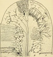 An illustration from Handbook of physiology : for students and practitioners of medicine / by Austin Flint ... with two hundred and forty-seven illustrations in the text--including four in colors--and an atlas of sixteen color-plates, including forty-eight original figures taken from actual stained microscopical preparation. (1905)