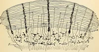 An illustration from Handbook of physiology : for students and practitioners of medicine / by Austin Flint ... with two hundred and forty-seven illustrations in the text--including four in colors--and an atlas of sixteen color-plates, including forty-eight original figures taken from actual stained microscopical preparation. (1905)