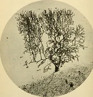 An illustration from Handbook of physiology : for students and practitioners of medicine / by Austin Flint ... with two hundred and forty-seven illustrations in the text--including four in colors--and an atlas of sixteen color-plates, including forty-eight original figures taken from actual stained microscopical preparation. (1905)