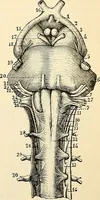 Picture 131 of 214 from Handbook of physiology : for students and practitioners of medicine / by Austin Flint ... with two hundred and forty-seven illustrations in the text--including four in colors--and an atlas of sixteen color-plates, including forty-eight original figures taken from actual stained microscopical preparation. (1905), leaf 637