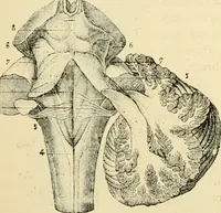 Picture 132 of 214 from Handbook of physiology : for students and practitioners of medicine / by Austin Flint ... with two hundred and forty-seven illustrations in the text--including four in colors--and an atlas of sixteen color-plates, including forty-eight original figures taken from actual stained microscopical preparation. (1905), leaf 638