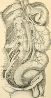 An illustration from Handbook of physiology : for students and practitioners of medicine / by Austin Flint ... with two hundred and forty-seven illustrations in the text--including four in colors--and an atlas of sixteen color-plates, including forty-eight original figures taken from actual stained microscopical preparation. (1905)