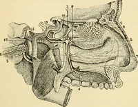 Picture 134 of 214 from Handbook of physiology : for students and practitioners of medicine / by Austin Flint ... with two hundred and forty-seven illustrations in the text--including four in colors--and an atlas of sixteen color-plates, including forty-eight original figures taken from actual stained microscopical preparation. (1905), leaf 670