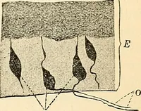 An illustration from Handbook of physiology : for students and practitioners of medicine / by Austin Flint ... with two hundred and forty-seven illustrations in the text--including four in colors--and an atlas of sixteen color-plates, including forty-eight original figures taken from actual stained microscopical preparation. (1905)