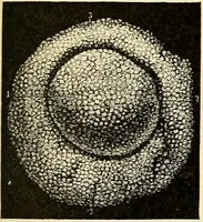 Picture 136 of 214 from Handbook of physiology : for students and practitioners of medicine / by Austin Flint ... with two hundred and forty-seven illustrations in the text--including four in colors--and an atlas of sixteen color-plates, including forty-eight original figures taken from actual stained microscopical preparation. (1905), leaf 681