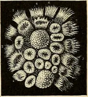 An illustration from Handbook of physiology : for students and practitioners of medicine / by Austin Flint ... with two hundred and forty-seven illustrations in the text--including four in colors--and an atlas of sixteen color-plates, including forty-eight original figures taken from actual stained microscopical preparation. (1905)
