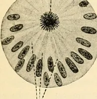 An illustration from Handbook of physiology : for students and practitioners of medicine / by Austin Flint ... with two hundred and forty-seven illustrations in the text--including four in colors--and an atlas of sixteen color-plates, including forty-eight original figures taken from actual stained microscopical preparation. (1905)