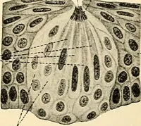 Picture 139 of 214 from Handbook of physiology : for students and practitioners of medicine / by Austin Flint ... with two hundred and forty-seven illustrations in the text--including four in colors--and an atlas of sixteen color-plates, including forty-eight original figures taken from actual stained microscopical preparation. (1905), leaf 683