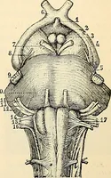 Picture 140 of 214 from Handbook of physiology : for students and practitioners of medicine / by Austin Flint ... with two hundred and forty-seven illustrations in the text--including four in colors--and an atlas of sixteen color-plates, including forty-eight original figures taken from actual stained microscopical preparation. (1905), leaf 685